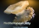 Mediterranean Jelly, Cotylorhiza tuberculata