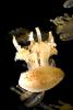 Spotted Jelly, (Mastigias papua), Rhizostomeae, Mastigiidae, AAJD01_091