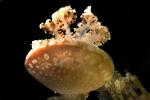Spotted Jelly, (Mastigias papua), Rhizostomeae, Mastigiidae, AAJD01_092