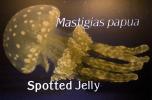 Spotted Jelly, AAJD01_099