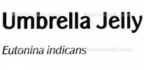 Umbrella Jelly, Eutonina indicans, AAJD01_117