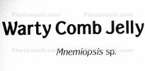 Warty Comb Jelly, (Mnemiopsis leidyi), Eumetazoa, Ctenophora, Ctenophores, Tentaculata, Lobata, Bolinopsidae, euryoecious, AAJD01_124
