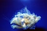 fried egg jellyfish, egg-yolk jellyfish, (Phacellophora camtschatica), Semaeostomeae, Ulmaridae, AAJV01P01_12