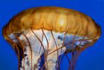 Sea Nettle Jellyfish, AAJV01P02_02