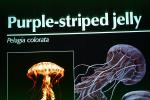 Purple Striped Jelly, (Pelagia colorata), Scyphozoa, Semaeostomeae, Pelagiidae
