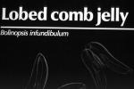 Lobed Comb Jelly, (Bolinopsis infundibulum), Tentaculata, Lobata, Ctenophore