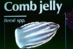 Lobed Comb Jelly, (Bolinopsis infundibulum), Tentaculata, Lobata, Ctenophore, AAJV01P04_14