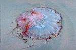 Jellyfish stranded on the beach, Drakes Bay, AAJV01P06_10
