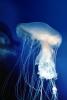fried egg jellyfish, egg-yolk jellyfish, (Phacellophora camtschatica), Semaeostomeae, Ulmaridae, AAJV01P07_16