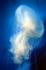 fried egg jellyfish, egg-yolk jellyfish, (Phacellophora camtschatica), Semaeostomeae, Ulmaridae, AAJV01P07_17