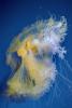 fried egg jellyfish, egg-yolk jellyfish, (Phacellophora camtschatica), Semaeostomeae, Ulmaridae, AAJV01P07_18