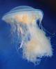 fried egg jellyfish, egg-yolk jellyfish, (Phacellophora camtschatica), Semaeostomeae, Ulmaridae, AAJV01P07_19
