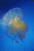 fried egg jellyfish, egg-yolk jellyfish, (Phacellophora camtschatica), Semaeostomeae, Ulmaridae, AAJV01P08_02