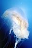 fried egg jellyfish, egg-yolk jellyfish, (Phacellophora camtschatica), Semaeostomeae, Ulmaridae, AAJV01P08_03