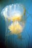 fried egg jellyfish, egg-yolk jellyfish, (Phacellophora camtschatica), Semaeostomeae, Ulmaridae, AAJV01P08_04
