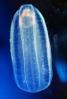 Lobed Comb Jelly, (Bolinopsis infundibulum), Tentaculata, Lobata, Ctenophore, AAJV01P08_16