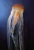 Sea Nettle (Chrysaora fuscescens), Semaeostomeae, Pelagiidae, AAJV01P11_18