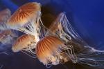 Sea Nettle (Chrysaora fuscescens), Semaeostomeae, Pelagiidae, AAJV01P12_04