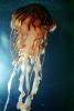 Sea Nettle (Chrysaora fuscescens), Semaeostomeae, Pelagiidae, AAJV01P12_05