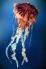 Sea Nettle (Chrysaora fuscescens), Semaeostomeae, Pelagiidae, AAJV01P12_06