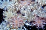Upside-Down Jelly, (Cassiopea xamachanas), Rhizostomae, Cassiopeidae, AAJV01P12_14