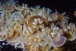 Upside-Down Jelly, (Cassiopea xamachanas), Rhizostomae, Cassiopeidae, AAJV01P12_17