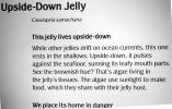 Upside-Down Jelly, (Cassiopea xamachanas), Rhizostomae, Cassiopeidae, AAJV01P12_18