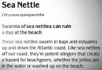 Sea Nettle, AAJV01P13_08