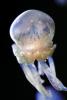 Spotted Jelly, (Mastigias papua), Rhizostomeae, Mastigiidae, AAJV01P13_10