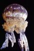 Spotted Jelly, (Mastigias papua), Rhizostomeae, Mastigiidae, AAJV01P13_16