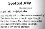 Spotted Jelly, (Mastigias papua), Rhizostomeae, Mastigiidae, AAJV01P14_03
