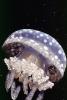 Spotted Jelly, (Mastigias papua), Rhizostomeae, Mastigiidae, AAJV01P14_05
