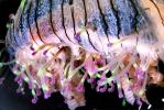 Flower Hat Jelly, (Olindias formosa), Hydrozoa, Limnomedusae, Olindiidae, semi-benthic, AAJV01P14_18