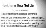 Northern Sea Nettle