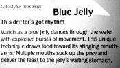 Blue Jelly, (Catostylus mosaicus), Rhizostomeae, Catostylidae, AAJV02P01_15