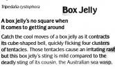 Box Jelly, (Tripedalia cystophora)