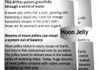 Moon Jelly, AAJV02P02_09