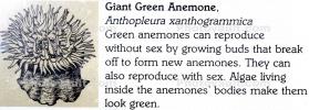 Giant Green Anemone (Anthopleyra  xanihogrammica), AAKD01_019