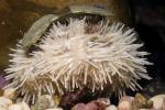 Sea Urchin, (Lytechinus pictus), Echinodermata, Echinoidea, Temnopleuroida, Toxopneustidae, echinoderm, AAKD01_023