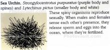 Sea Urchin, (Lytechinus pictus), Echinodermata, Echinoidea, Temnopleuroida, Toxopneustidae, echinoderm, AAKD01_025