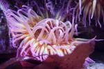Anemone, AAKD01_040