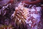 Anemone, AAKD01_041