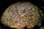 Brain Coral, Living Rock, AAKD01_044