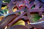anemone tentacles, crossroads of tangle, AAKD01_046