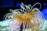 Green Anemone, Paintography, Abstract, AAKD01_056