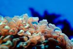 Bubble Coral, Anemone, AAKV01P05_01.4095