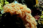 Bubble Coral, AAKV01P09_19.4095