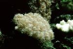 Thick Lip Coral, AAKV01P10_02