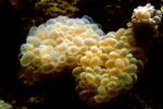 Bubble Coral, AAKV01P10_03.4095
