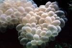 Bubble Coral, AAKV01P10_04